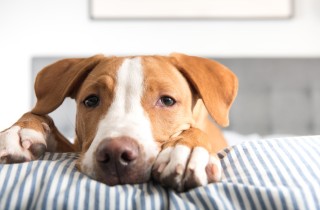 Parassitosi intestinale nel cane, i sintomi e cosa fare se Fido non sta bene