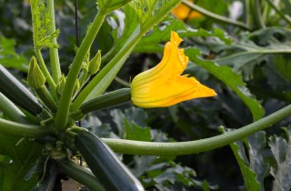 Come coltivare le zucchine in vaso, 7 consigli utili