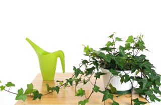 Coltivare l’edera in vaso, 5 consigli utili per farla crescere in appartamento