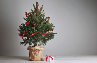 Albero di Natale naturale, come curare e coltivare il pino in vaso dopo le feste