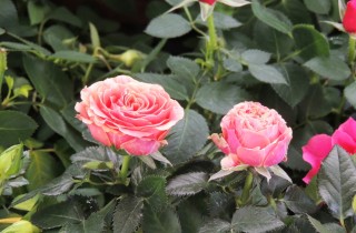 Roselline in vaso, le cure da dedicare alle splendide rose miniatura
