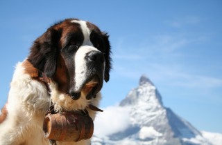 Cani da soccorso alpino: razze e caratteristiche degli eroi a quattro zampe