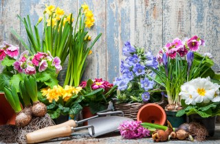 Giardino di primavera per i principianti, 5 consigli per i nuovi acquisti