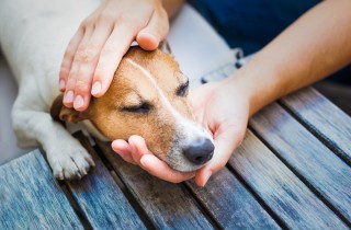 Cosa fare se il cane vomita: come intervenire e quando chiamare il veterinario