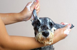 Come lavare il cane in casa con lo shampoo a secco