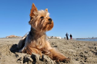 Portare il cane in spiaggia, 13 consigli utili