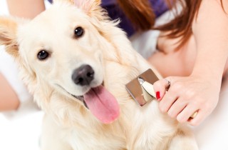 Come spazzolare il cane: gli strumenti da usare e il metodo corretto