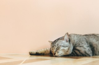 I gatti soffrono il caldo: 8 consigli per proteggerli dalle temperature torride