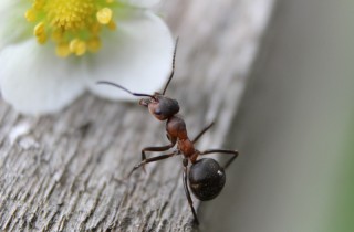 Formiche in casa, quali sono le cause e come combatterle