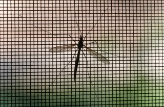 Prevenzione zanzare: 6 consigli per evitare il proliferare degli insetti in casa