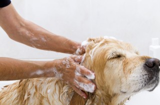 Shampoo per cani delicato fatto in casa