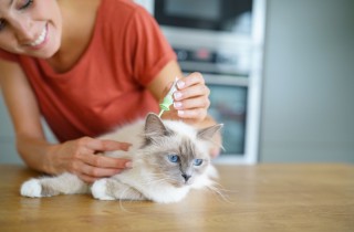 Come mettere l'antipulci al gatto: il metodo per un risultato efficace