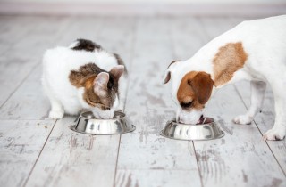 Dieta estiva cane e gatto: i consigli per affrontare la stagione calda