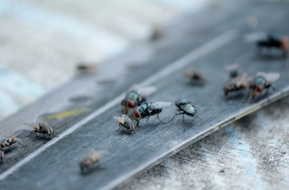 Come eliminare le mosche e liberarsi del fastidio