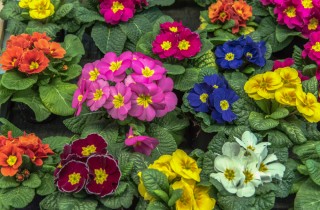 Piante perenni da balcone: i fiori più semplici da curare