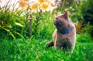 Come allontanare i gatti, 9 rimedi da provare