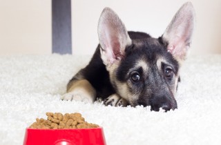 Cucciolo di cane che non mangia da solo: perché succede e come risolvere il problema