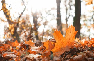 Poesie d’autunno, i versi più belli