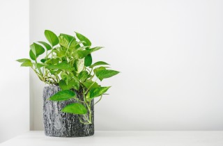 Come curare la pianta di pothos, 9 consigli utili