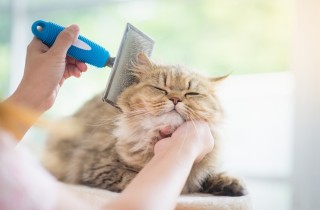 Come spazzolare il pelo del gatto e quali attrezzi usare