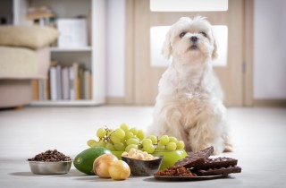 Alimenti tossici per il cane: la lista dei cibi velenosi per Fido