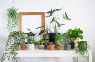 Come curare le piante da interno: 7 errori da evitare