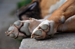 Zampe del cane screpolate: come curare i polpastrelli ruvidi e rovinati di Fido