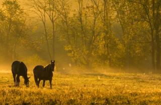 Sognare cavalli: ecco cosa significa
