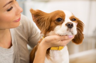 Come pulire le orecchie al cane per una corretta igiene dei padiglioni