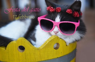 Festa del gatto: 7 immagini divertenti che amerai