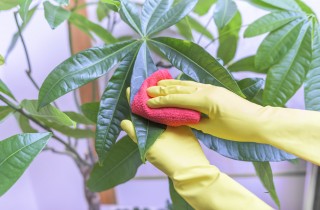 Come pulire le foglie delle piante d’appartamento per farle respirare e renderle lucide