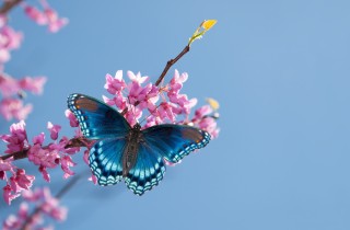 Fiori che attirano le farfalle: i magnifici 11 da avere in giardino