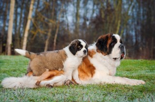 Cani grandi: le razze di taglia media e maxi più famose