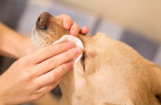 Pulizia degli occhi del cane: come farla in modo delicato ma efficace