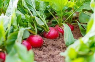 Come coltivare i ravanelli in campo: 9 consigli utili per la coltivazione nell'orto