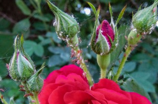 Come togliere i pidocchi dalle rose: 5 rimedi casalinghi