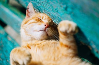 Colpo di calore nel gatto: i sintomi e come comportarsi