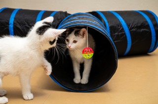 Tunnel per gatti: come realizzarlo col fai da te