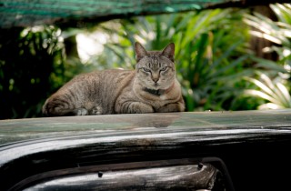 Come allontanare i gatti dall'auto: i rimedi da provare