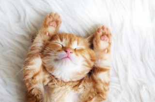 Cosa significa sognare gattini piccoli