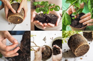 Come rinvasare le piante in 7 mosse facili