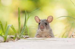 Che cosa significa sognare topi che corrono o scappano e l'interpretazione corretta