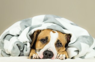 Cane con diarrea: i rimedi naturali e quando chiamare il veterinario