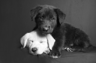 Sognare un cane bianco o nero, il significato del sogno