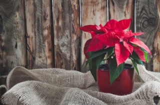 Stella di Natale secca: cosa fare prima di buttarla