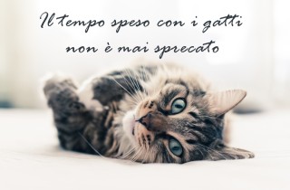 Giornata del gatto: 7 immagini con frasi per gli amici felini