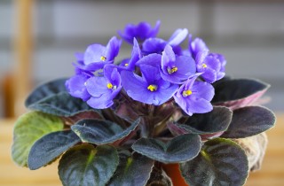 Come coltivare le violette africane: 9 consigli per la cura delle Saintpaulia