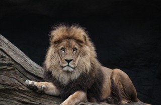 Sognare di essere inseguiti da un leone: il significato del sogno