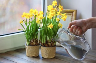 Come coltivare i narcisi in vaso: 9 consigli utili