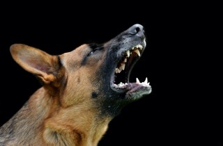 Cani che abbaiano di notte: cosa fare e perché accade